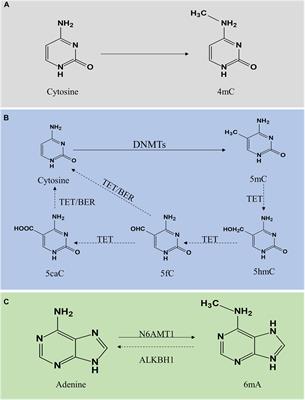 Roles and Mechanisms of DNA Methylation in Vascular Aging and Related Diseases